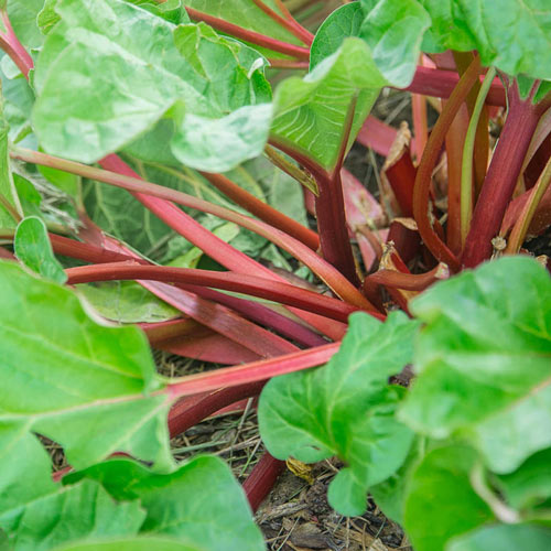 Hardy Tarty<sup>™</sup> Rhubarb Plant