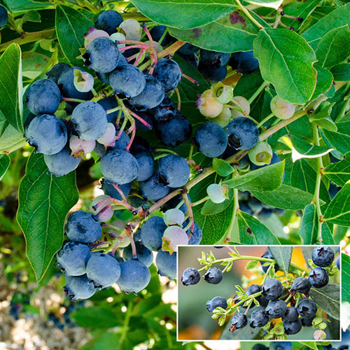 Echo Blueberry Plant