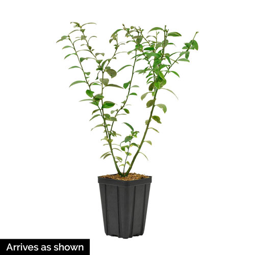 Echo Blueberry Plant