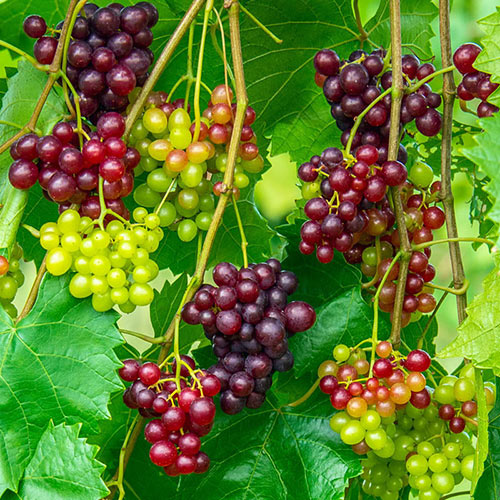 RazzMatazz Seedless Grape Vine