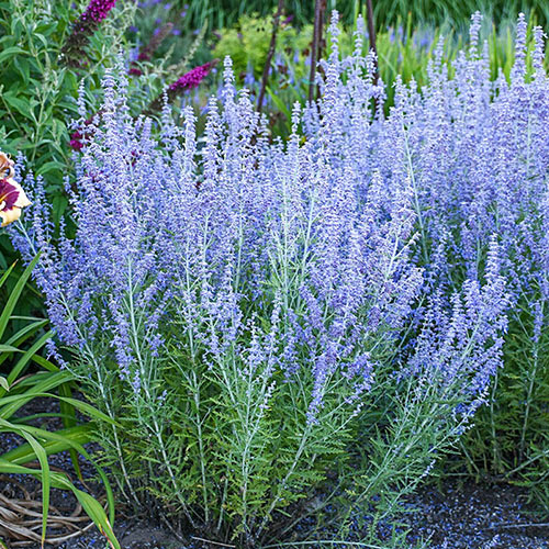 Blue Jean Baby Russian Sage