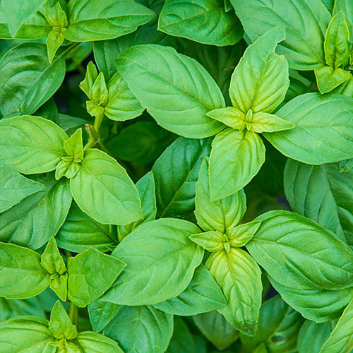 Sweet Basil Herb — Plant