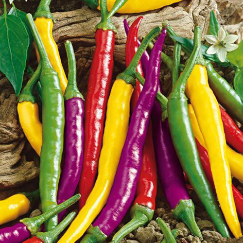 Kariang pepper long chilli super hot spicy vegetable 40 Seeds Plant tropical 