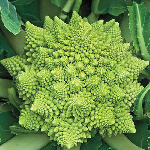 Veronica Hybrid Cauliflower