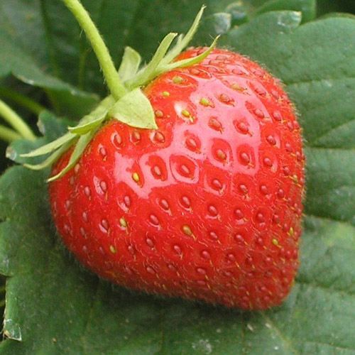 Charlotte Strawberry Plant