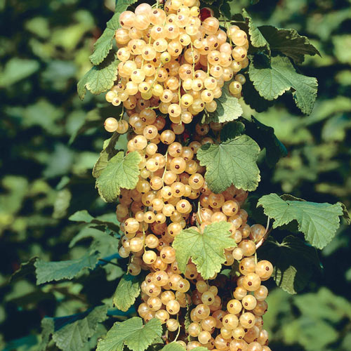 Imperial White Currant