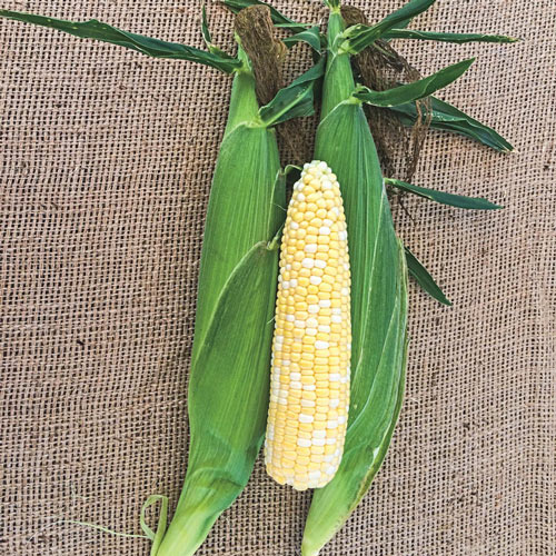 Northern Xtra-Sweet Bicolor Improved Sweet Corn Seed