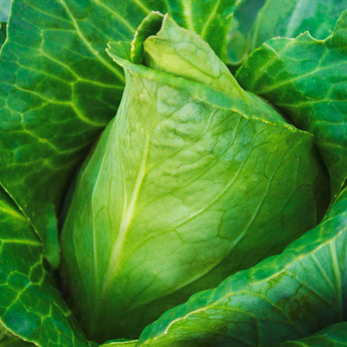 Sweetheart Lettage<sup>®</sup> Hybrid Tender Leaf Cabbage™ Seed