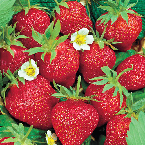 Chandler Strawberry - 3 Plants