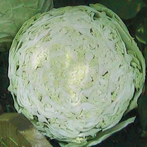 Golden Acre Cabbage Seed