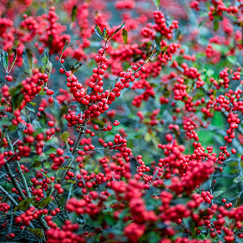 Winter Red Winterberry Pair