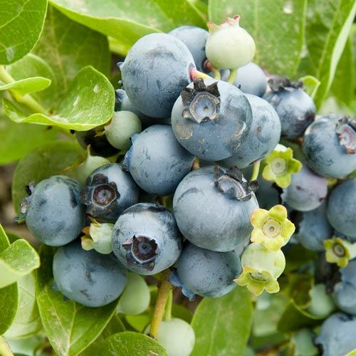 Gupton Southern Highbush Blueberry