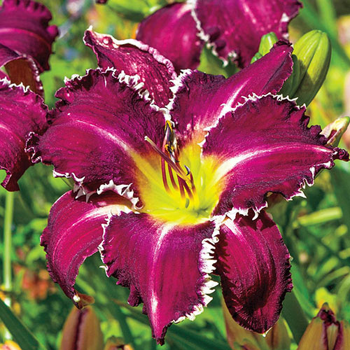 Snaggle Tooth Daylily