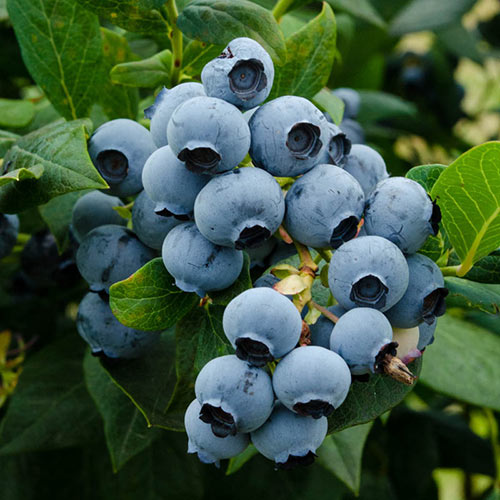 Duke Blueberry Hedge