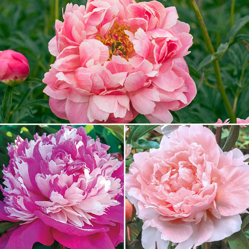 Peonies From Gurney S Perennials Bulbs And Flowers