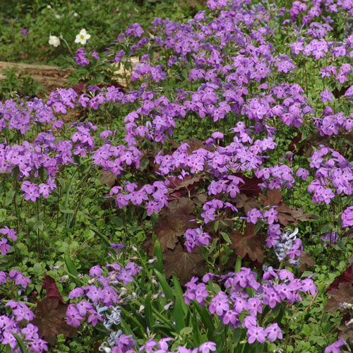 Sherwood Purple Woodland Phlox