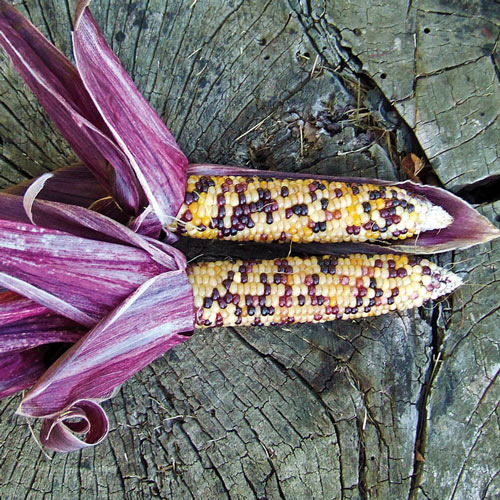 Red Husk Spectrum Ornamental Corn Seed