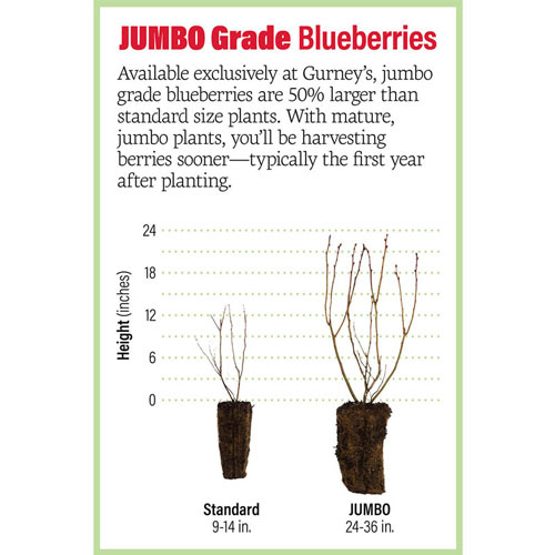 Dwarf TopHat Lowbush Blueberry Plant
