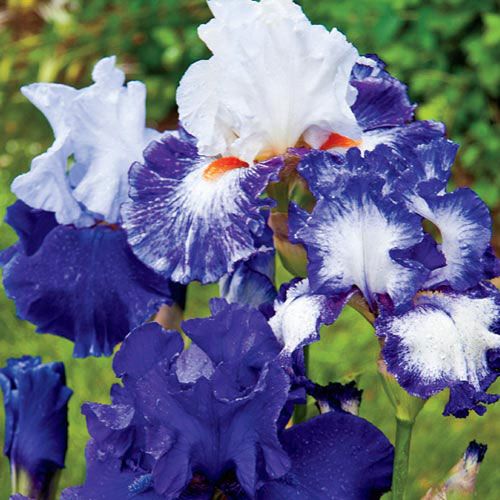Blueberry Meringue Reblooming Iris Mix