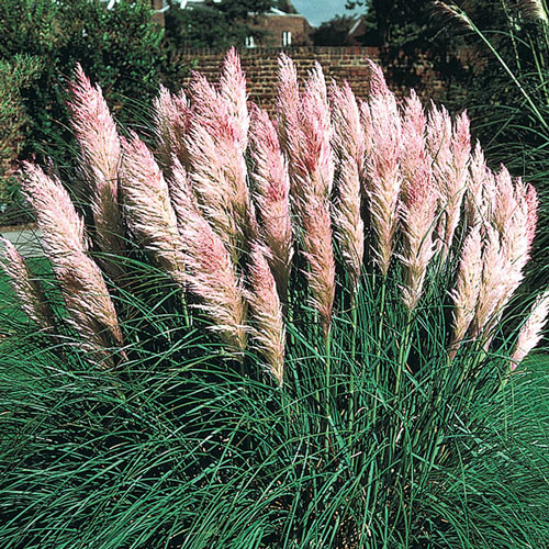 Pink Pampas Grass Plant