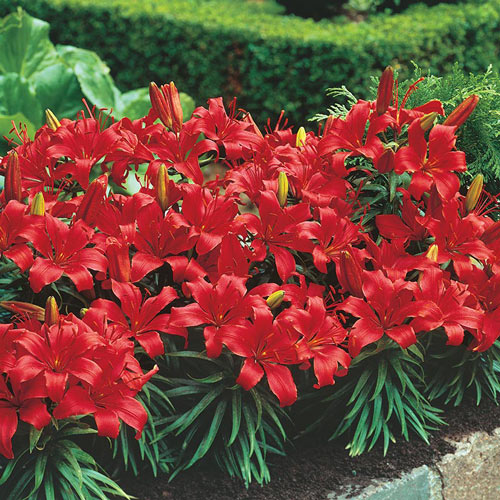 Red Storm Border Lily Bulbs