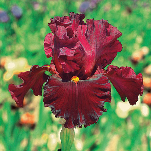 Infrared Bearded Iris