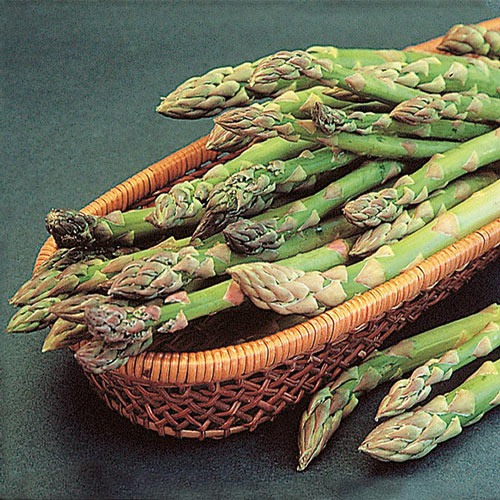 Mary Washington Improved Asparagus Plant