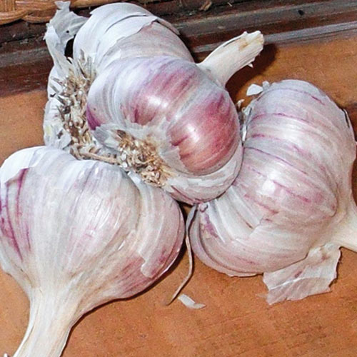 Inchelium Red Garlic (Softneck)