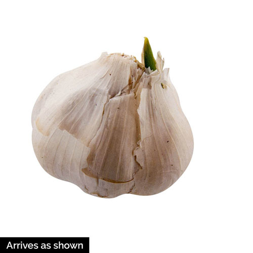 Inchelium Red Garlic (Softneck)