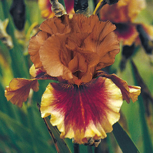 Apollodorus Classic German Iris