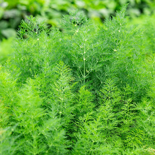 Dill Delight Herb