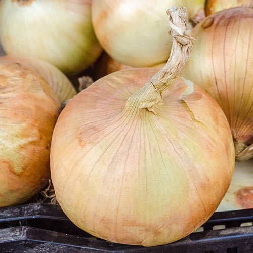 Patterson Hybrid Onion