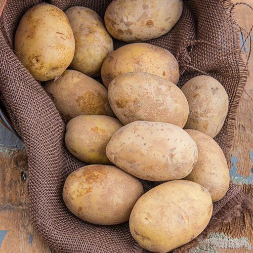 Katahdin Potato