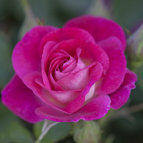 Easy To Please™ Floribunda Rose