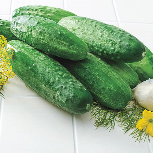 Gurney's<sup>®</sup> Burpless II Hybrid Cucumber Seed