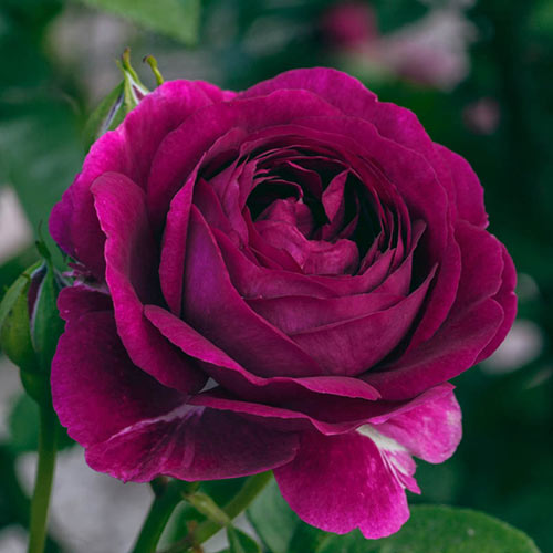 Twilight Zone Grandiflora Rose
