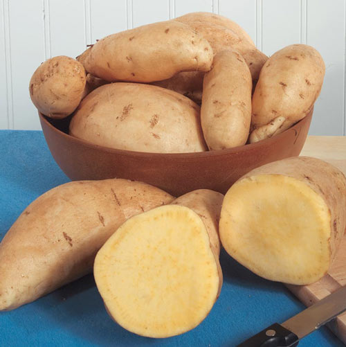 O'Henry Sweet Potato