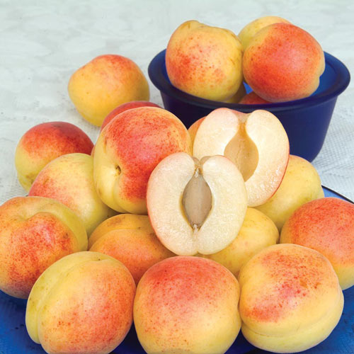 Sugar Pearls™ Apricot Tree
