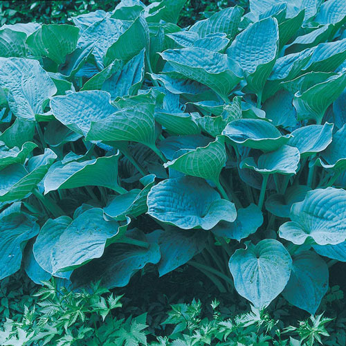 Colossal Blue Hosta Plant
