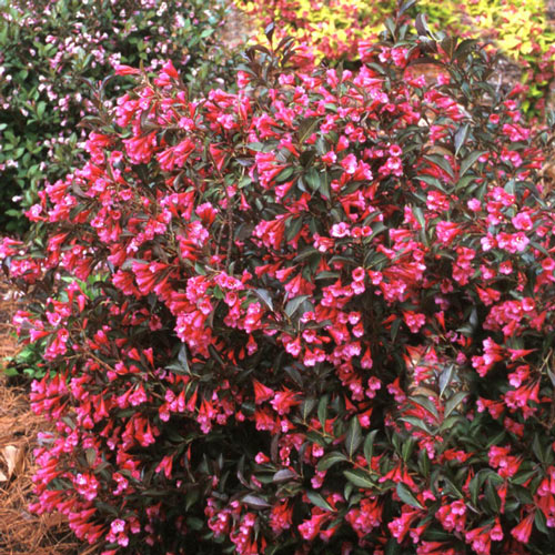 Wine and Roses Weigela