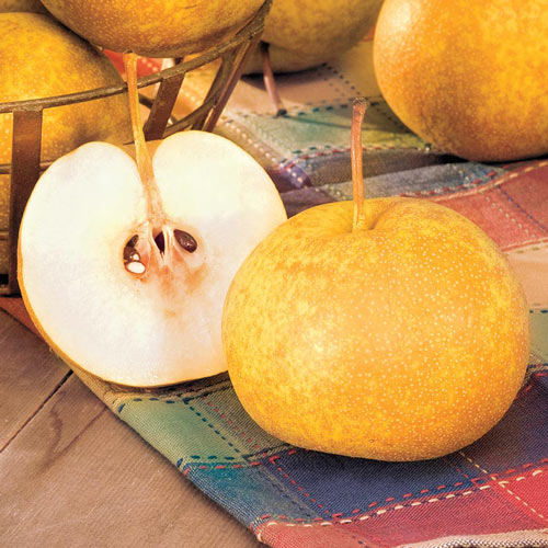 Drippin' Honey™ Asian Pear Tree