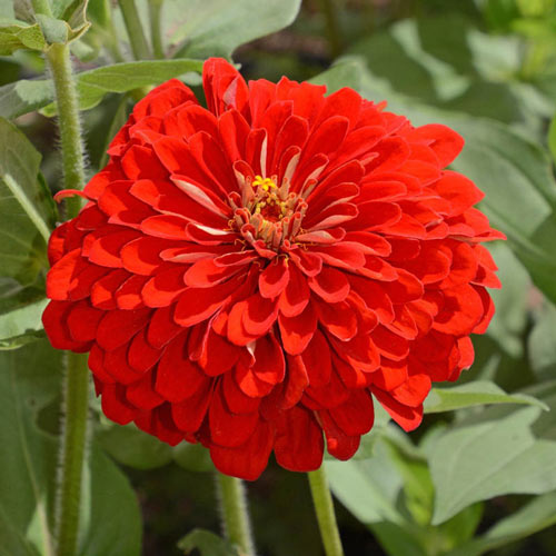 Scarlet Flame Zinnia Seed