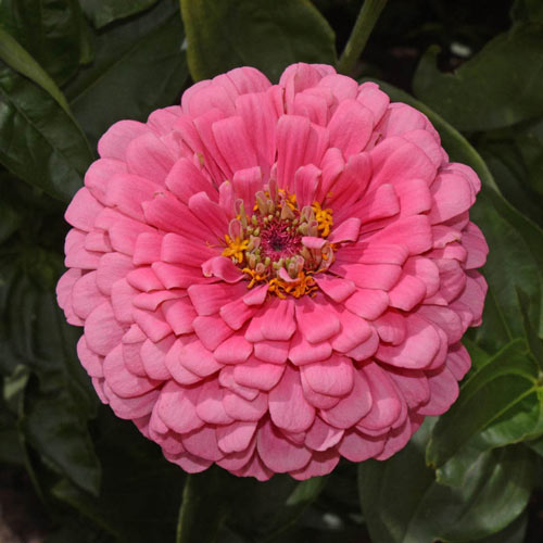 Rose Zinnia Seed