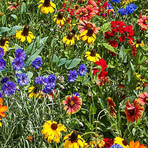 Southeast Wildflower Seed Mix