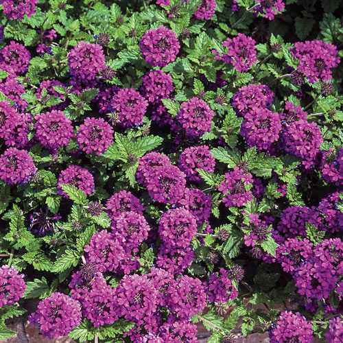 Homestead Purple Creeping Verbena Plant