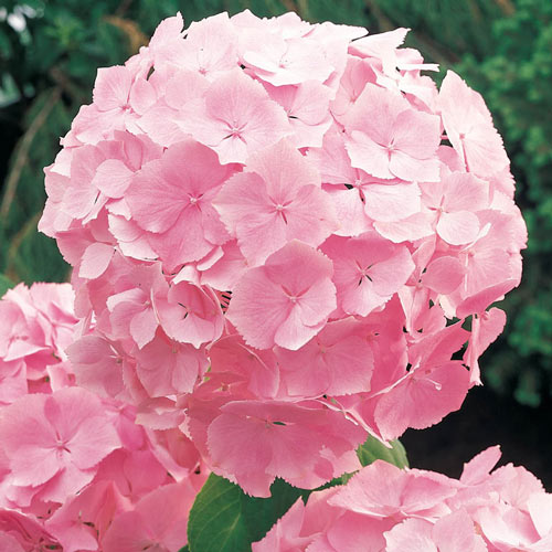 Forever Pink Hydrangea