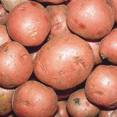 Red Norland Potato
