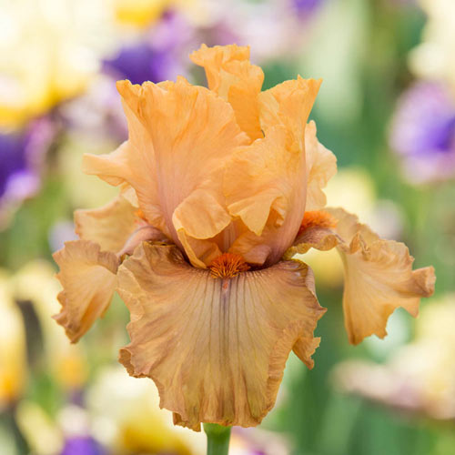 Rubenesque Reblooming Bearded Iris