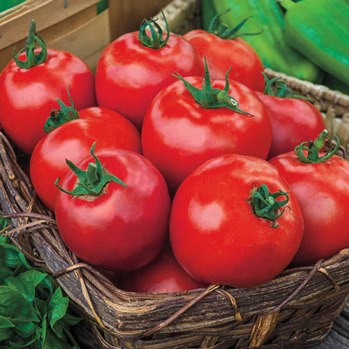 Giant Beef Hybrid Tomato