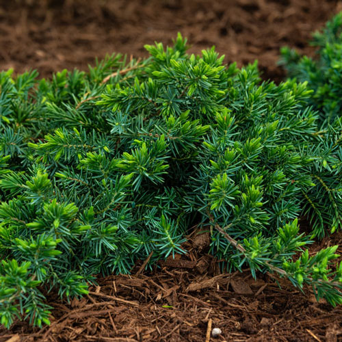 Blue Star Juniper